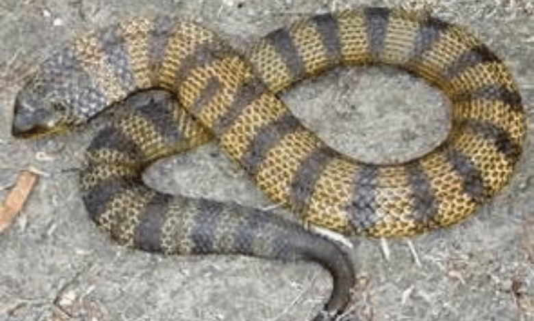 ישנם סוגים רבים של נחשים בעולם. מיהו הנחש הכי ארסי? איפה נמצאים המסוכנים ביותר? בואו ללמוד את כל מה שאפשר על 5 הנחשים הארסיים ביותר בעולם.